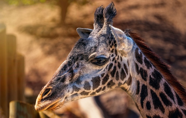 Голова пятнистого жирафа крупным планом