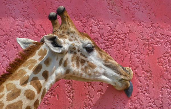 Пятнистый жираф облизывает розовую стену 