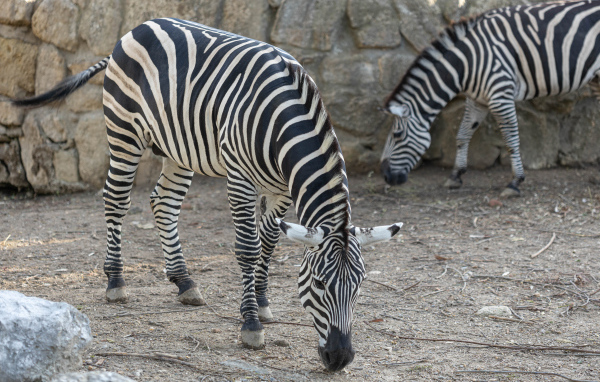Две полосатые зебры в зоопарке
