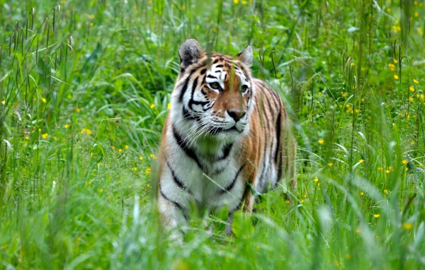 Большой полосатый бенгальский тигр идет по зеленой траве