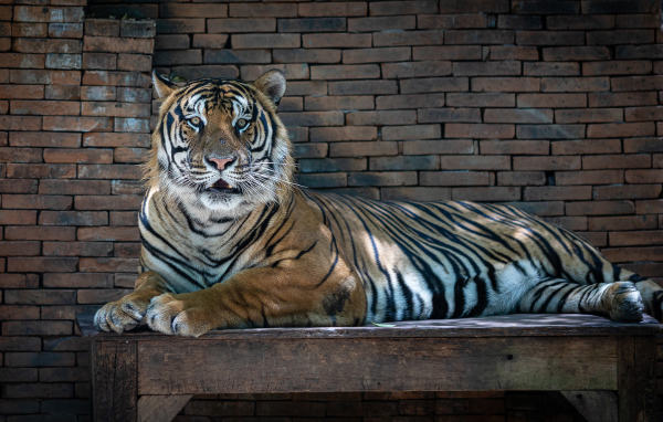 Большой полосатый тигр лежит на деревянном столе в зоопарке 