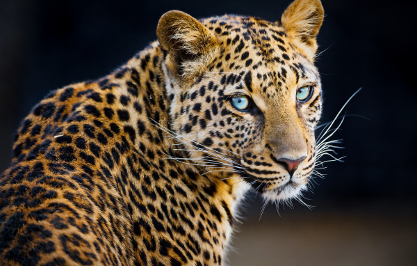 Красивый пятнистый леопард 
