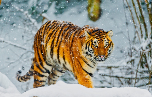 Большой амурский тигр идет по заснеженному лесу