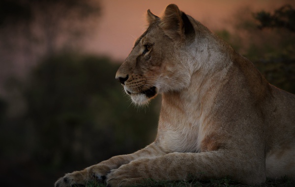 Большая красивая львица лежит на траве на закате 