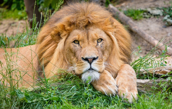Большой лев лежит на зеленой траве 
