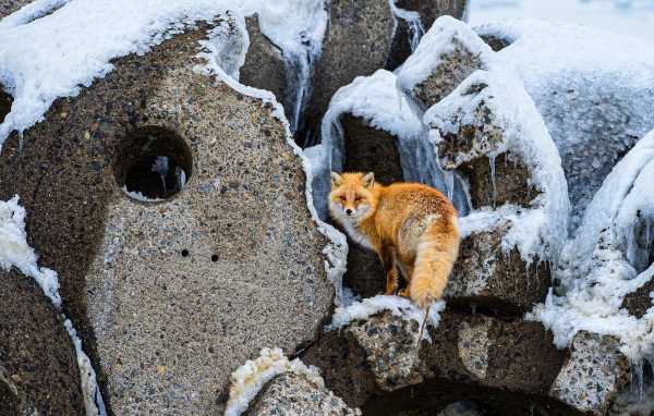 Большая рыжая лиса на камнях зимой