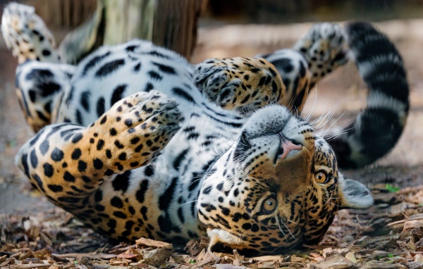 Большой пятнистый ягуар лежит на земле 