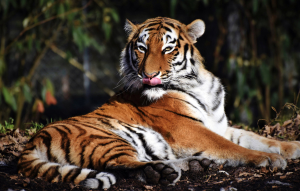 Большой полосатый тигр облизывает морду