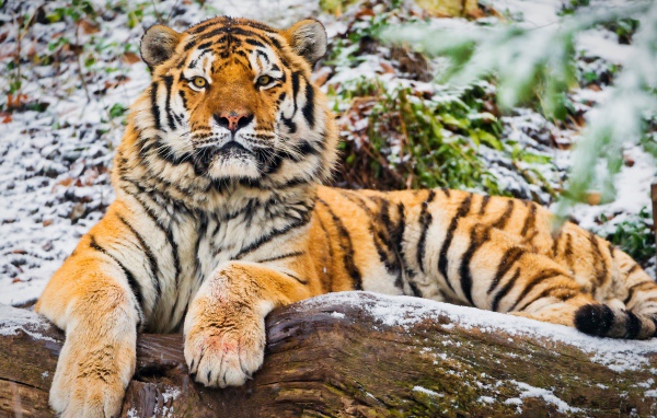 Big tiger lies on a snowy dry tree