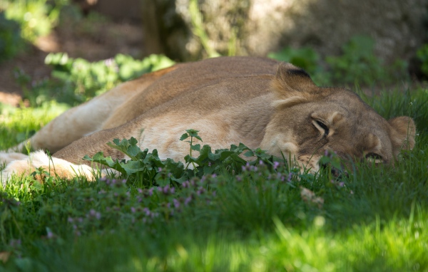 Большая уставшая  львица лежит на зеленой траве