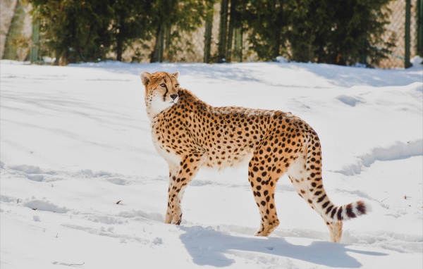Гепард стоит на снегу в зоопарке 