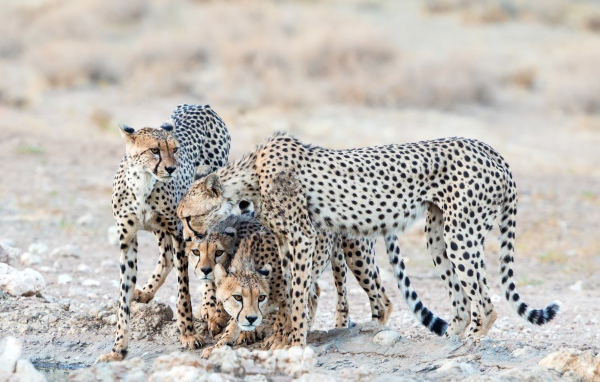 Гепарды охраняют детенышей 