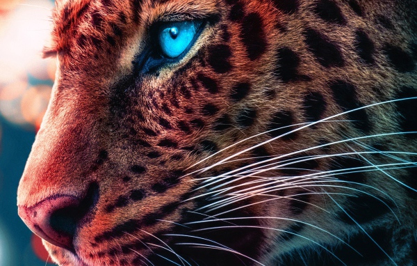 Морда голубоглазого леопарда крупным планом