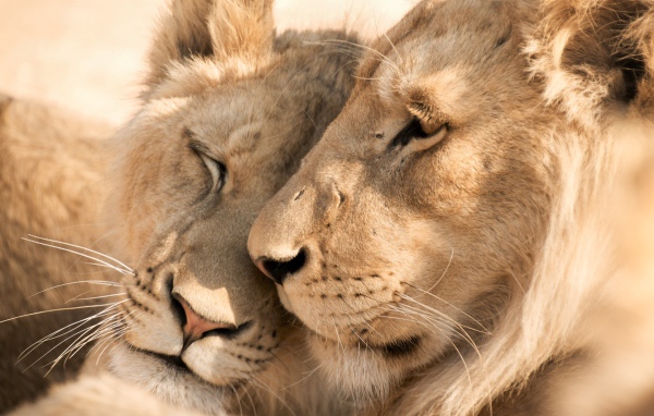 Влюбленные лев и львица крупным планом