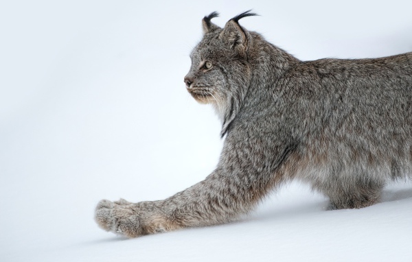 Большая хищная рысь на белом снегу