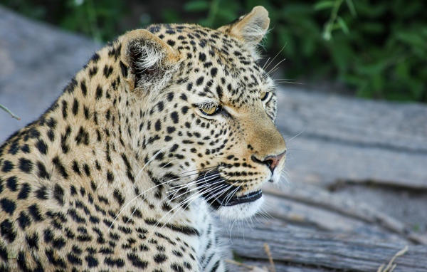 Большой пятнистый леопард отдыхает на земле 