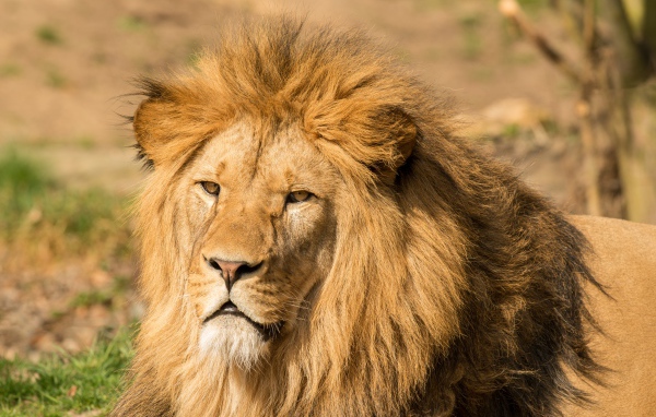 Морда льва с пышной гривой