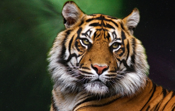 Muzzle of a large striped tiger on a green background