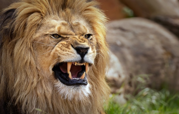 Острые клыки у грозного льва