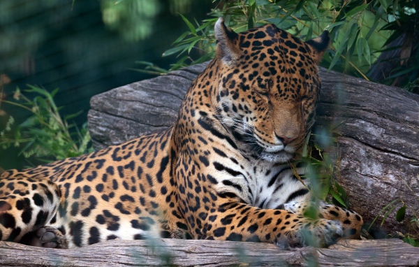 Пятнистый ягуар спит на дереве 