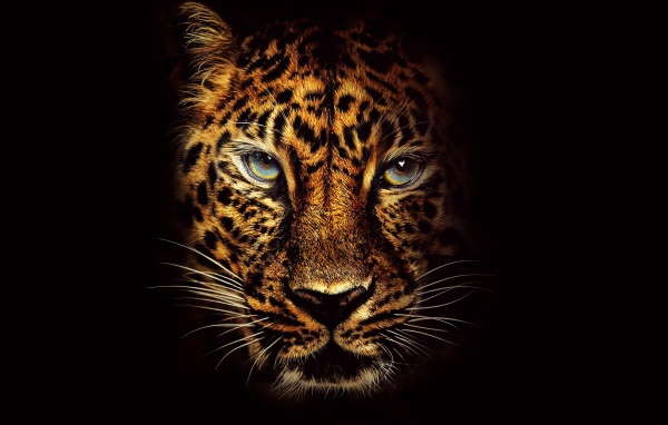 Морда пятнистого леопарда с голубыми глазами на черном фоне