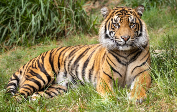 Полосатый тигр лежит на зеленой траве