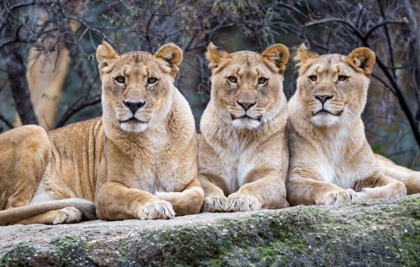 Три большие львицы лежат на камне в зоопарке 