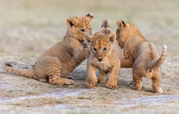 Три маленьких львенка играют на земле