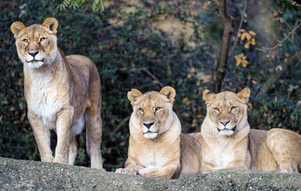 Три величественные львицы отдыхают на солнце