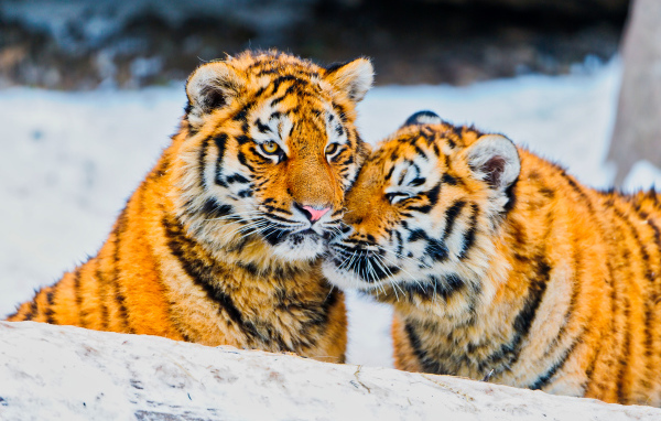 Два влюбленных тигра в заснеженном лесу