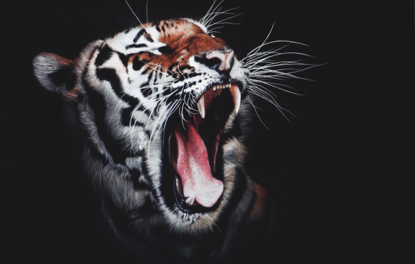 Зевающий полосатый тигр на черном фоне