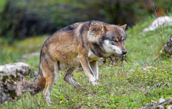 Большой суровый серый волк идет по траве 
