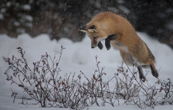 Big fluffy red fox hunts in the snow