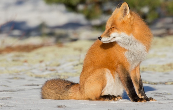 Лиса с закрытыми глазами сидит на снегу 