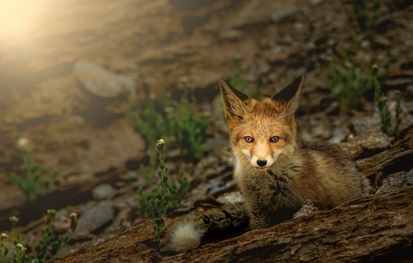 Маленький лисенок прячется в камнях 