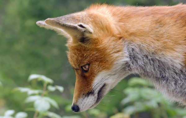 Рыжая лиса смотрит вниз 