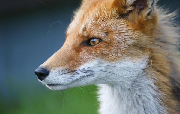 Морда хищной рыжей лисы 