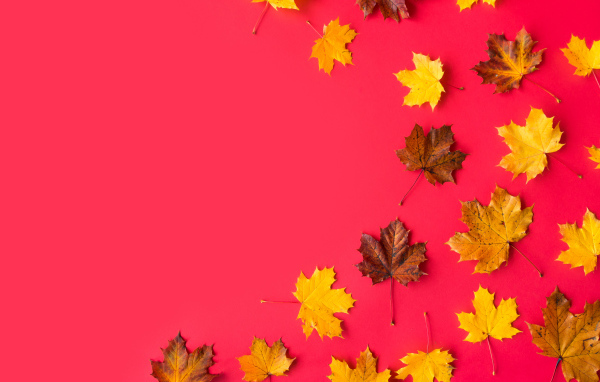 Fallen autumn maple leaves on a red background
