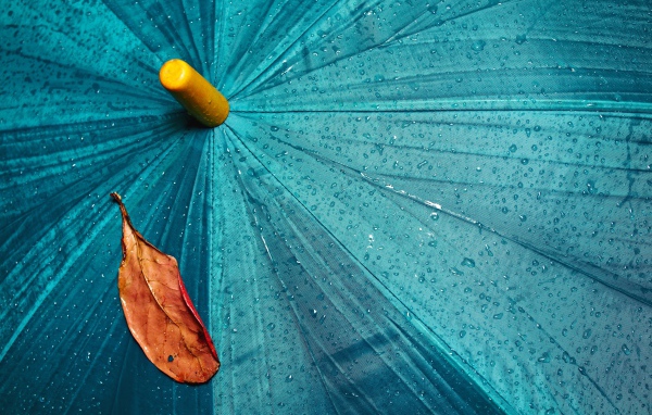 Желтый лист лежит на голубом мокром зонте