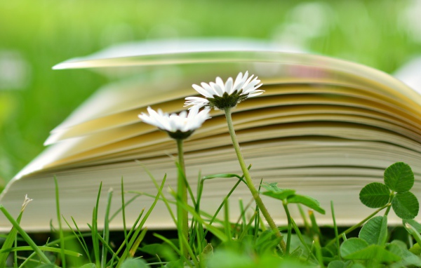 Открытая книга лежит на траве с белыми цветами