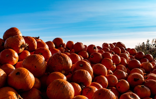 Много спелой оранжевой тыквы на поле на фоне голубого неба 
