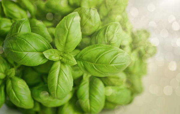 Зеленые листья базилика крупным планом
