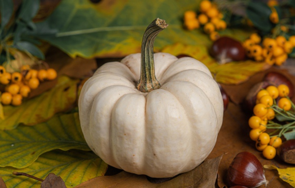 Большая белая тыква на столе с каштанами и рябиной 