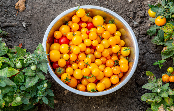 Много желтых помидоров в тазике на огороде