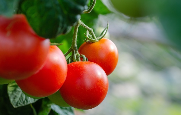 Красные помидоры на ветке  