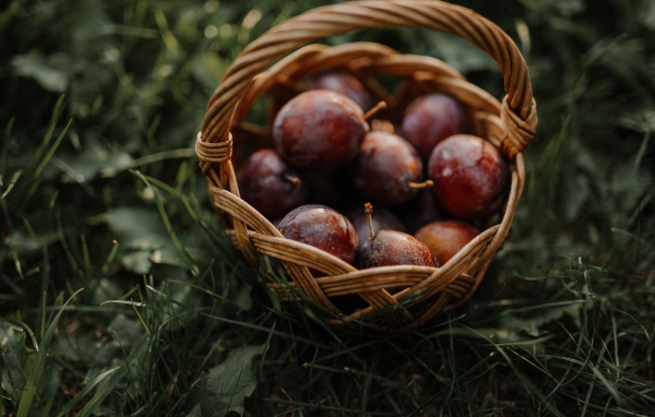 A basket of pink plums stands on the grass