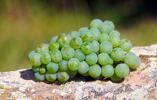 Гроздь зеленого винограда лежит на камне