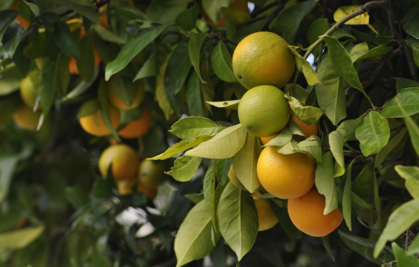 Большие апельсины созревают на ветках 