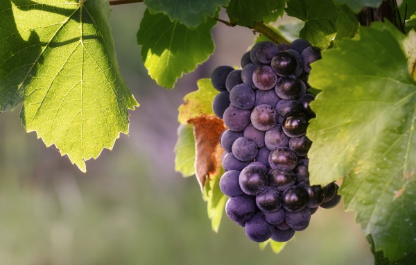 Гроздь синего винограда в зеленых листьях 