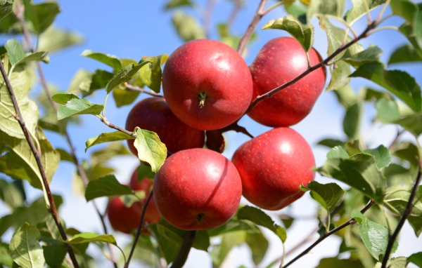 Много красных яблок в зеленых листьях 